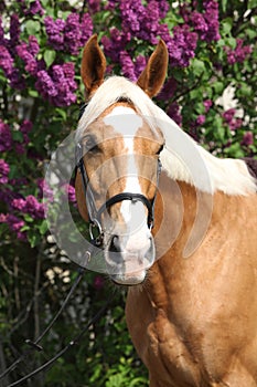 Nice czech warmblood in front of flowering pipe-tree