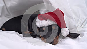 Nice dachshund puppy in Santa hat with white fur is sweetly napping in blanket burrow, front view. Baby dog was tired