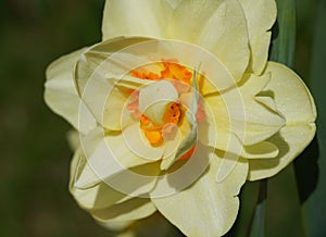 Nice Daffodil Narcissus yellow white flower garden close up view macro closeup