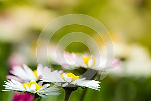 Nice daisies in sunny spring meadow