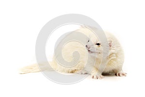 Nice dark eyed white ferret on white background posing for portrait in studio