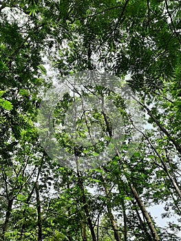 Nice dense green foliage