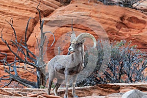 Nice Desert Bighorn Sheep Ram in Red Rocks