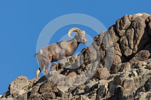 Nice Desert Bighorn Sheep Ram in Rocks