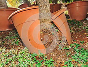 Nice detailed view of palm tree body sitting in a cracked, broken big pot