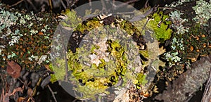 Lichen Microhabitat photo