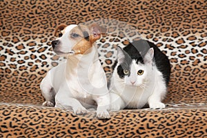 Nice dog with cat together on blanket