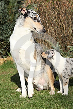 Nice dog of Collie Smooth scared of parenting