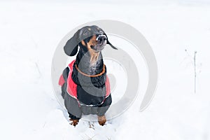 Nice dog, dachshund, black and tan, in clothes sweater, standing in the street in winter, staining his nose in the snow