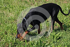 Nice dog Dobermann