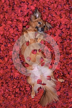 Nice dog lying in bed full of red flower petals as background .