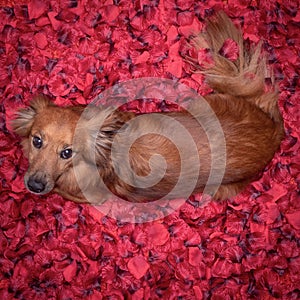 Nice dog lying in bed full of red flower petals as background