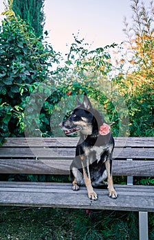 Nice dog with one eye of each color and a flower on the neck, sitting on a bench in a park