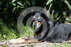 Nice dog relax on sun. sleepy tired puppy. black pincher breed. pet doctor for you. vet hospital. dog lie outdoor in summer