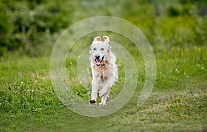 Nice dog running on spring nature