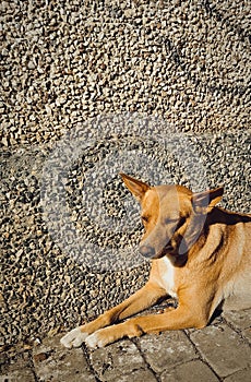 Nice dog is waiting for food