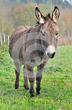 A nice donkey