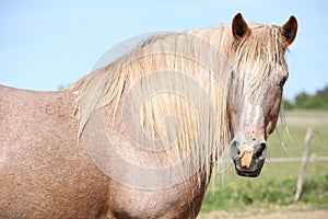 Nice draft horse standing in paddock