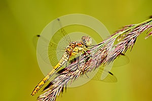 Nice dragonfly (odonata) in the grass