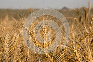 nice dry gold wheat stem close up.