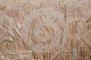 nice dry gold wheat stem close up.