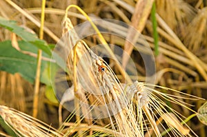 nice dry gold wheat stem close up.