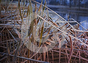 A nice dry pattern of reeds covered with frost. Plant and water in coldness season