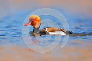 Nice duck with rusty head in blue water. Evening sun in the lake, France. Beautiful bird in the river surface. Wildlife nature. Re