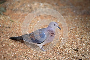 Nice-dyed Namaqua dove, Oena capensis, North Namibia