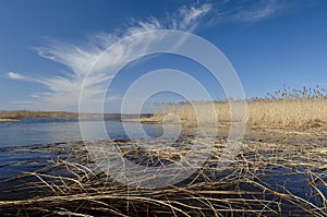 Nice early spring day on the lake. Yellow Reeds in the water under blue sky