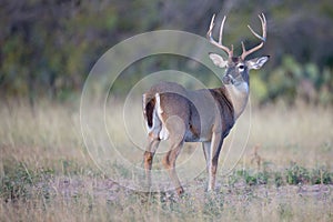 Nice eight point buck