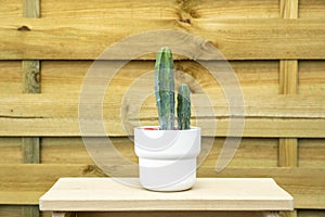 Nice elongated green cactus in white pot on piece of wood and unvarnished