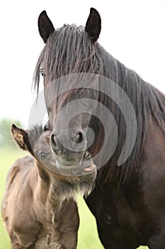 Nice fell pony mare with foal