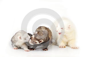 Nice ferret group with albino male on white background