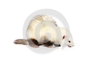 Nice ferret on white background posing for portrait in studio