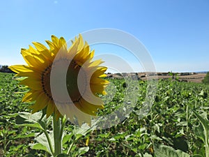 Girasole photo