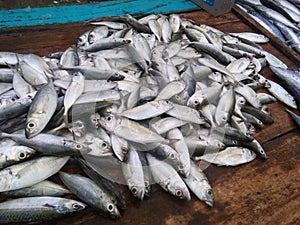 Nice fish photos of sri lanka