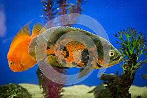 Nice fishes in aquarium on blue background