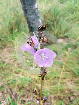 Nice flower at fields