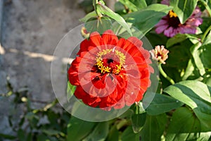 Nice flower in the garden in midsummer, in a sunny day. Green landscape