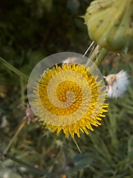 Nice flower in my gerden clourful  unknown flower