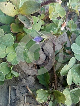 Nice flower in my gerden clourful  unknown flower