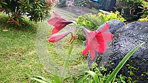 Nice Flower In Red, Cianjur, Indonesia - 2020