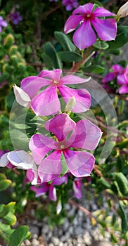 Nice flower from saudi arabia