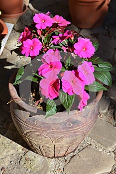 Nice flowers in the garden in midsummer, in a sunny day.