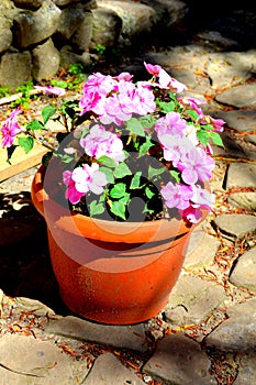 Nice flowers in the garden in midsummer, in a sunny day.