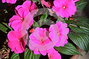 Nice flowers in the garden in midsummer, in a sunny day.