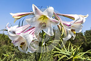 Nice flowers, makro, South Africa