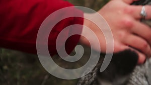 Nice fluffy cat meowing, enjoying human kindness. Woman petting stray animal