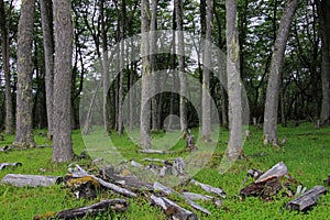 Nice forest, near Villa O`Higgins, Carretera Australl, Chile photo